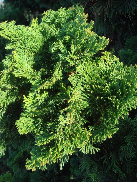 Chamaecyparis obtusa 'Nana Gracilis' rameau